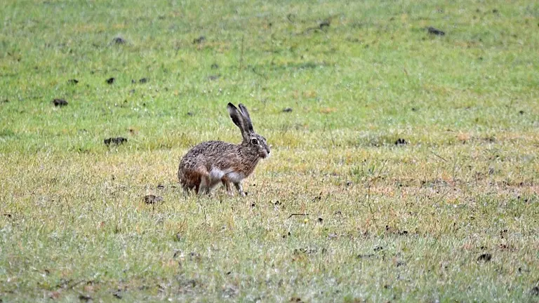 Iberian Hare