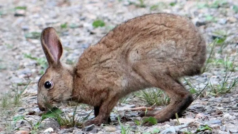 Japanese Hare