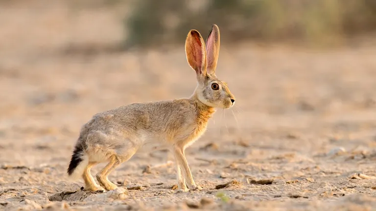 Cape Hare