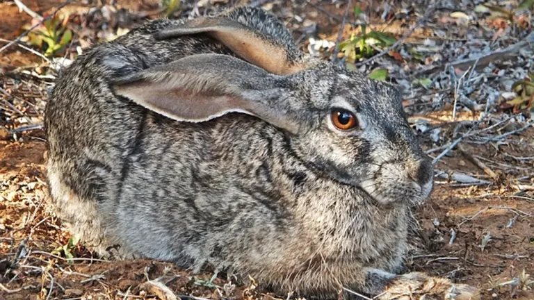 Scrub Hare