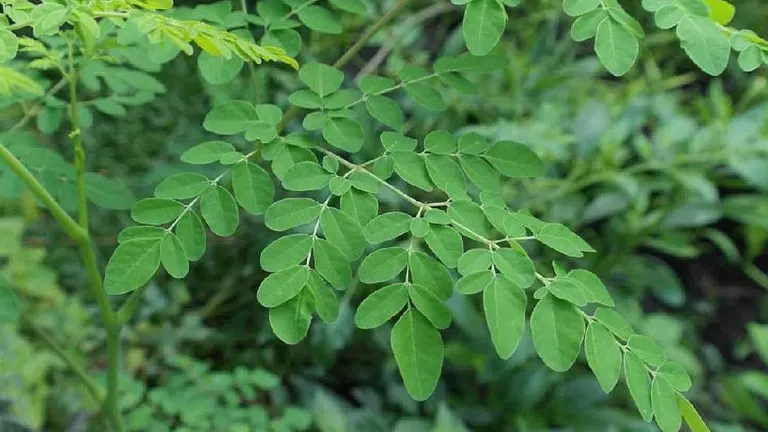 Moringa Tree