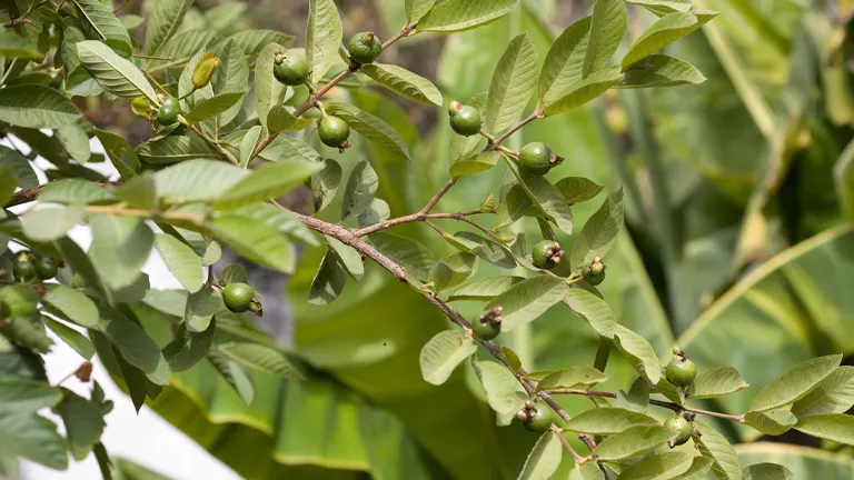 Guava Tree