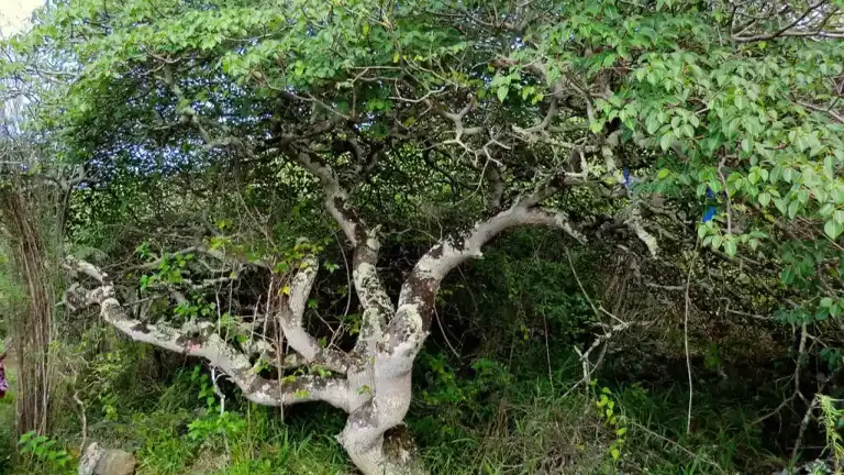 Palo Santo Tree