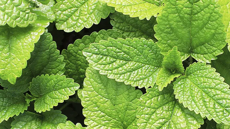 Peppermint Plant