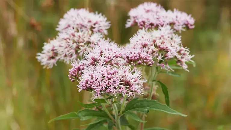 Valerian Plant