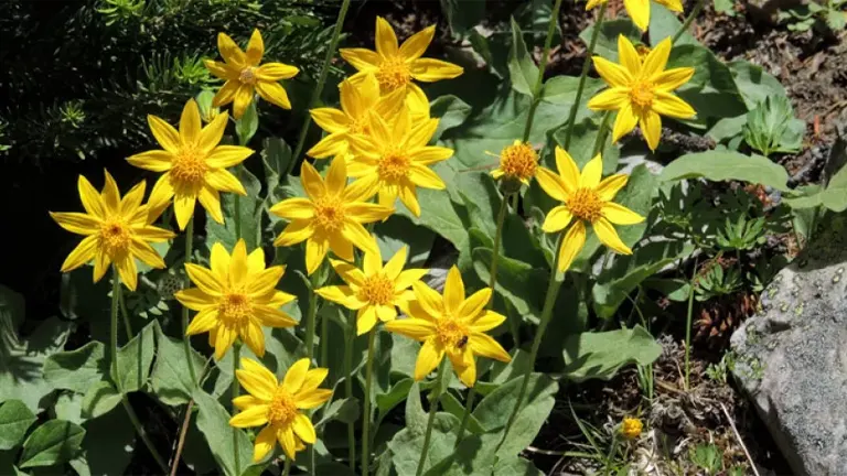 Arnica Plant