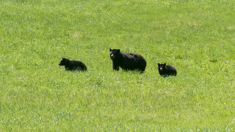 A mother bear and two cubs in a grassy field at Franconia Notch State Park