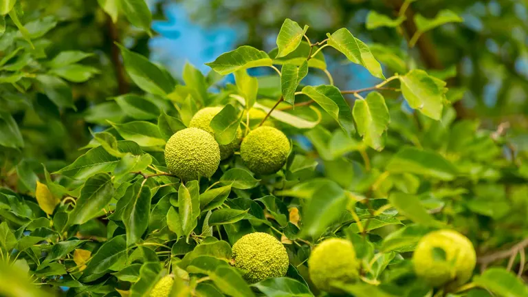 Osage Orange Tree