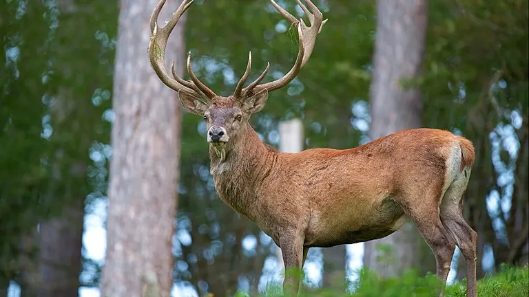 Red Deer