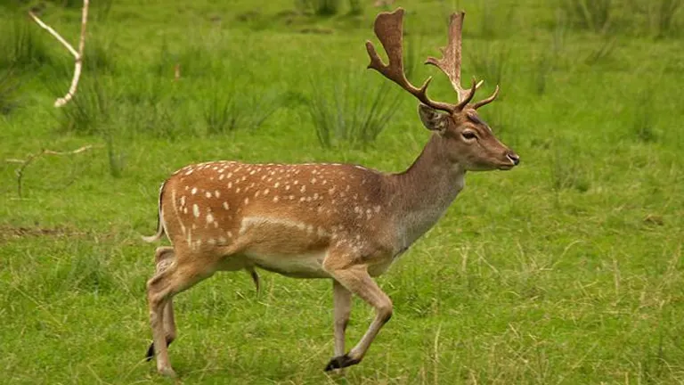 Fallow Deer