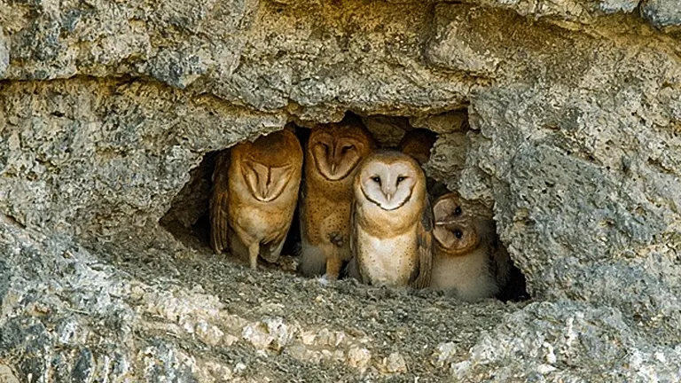 Four owls nestled in a rocky cave at Pictograph Cave State Park
