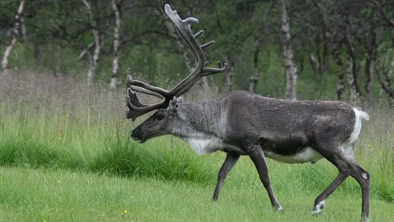 Reindeer