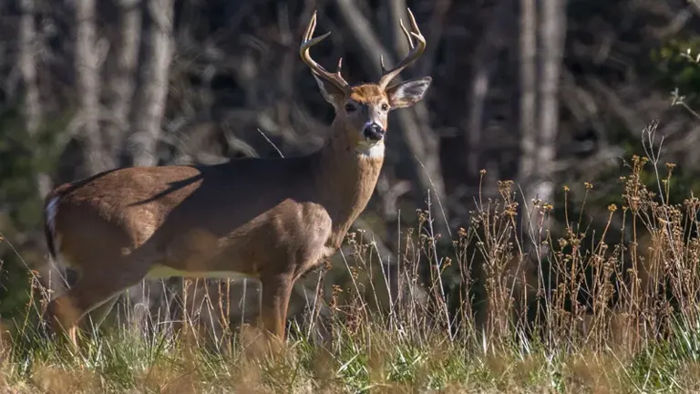 White-tailed Deer