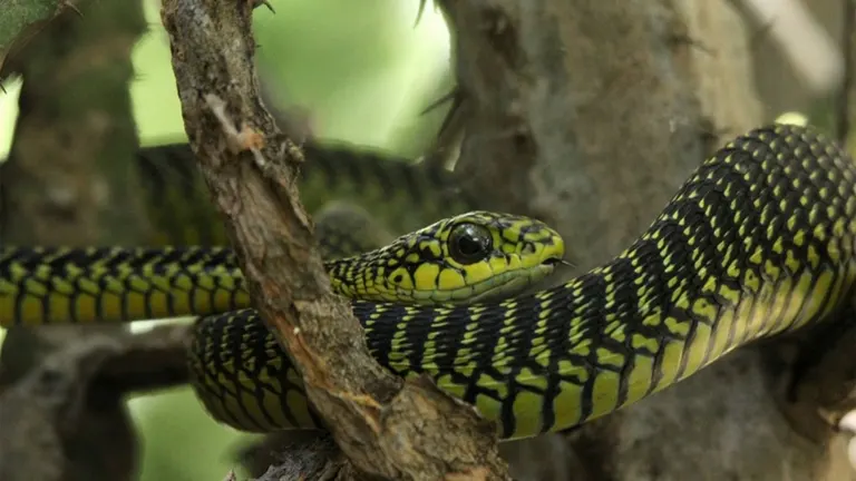 Boomslang