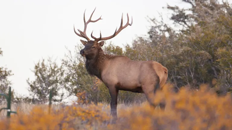 North American Elk