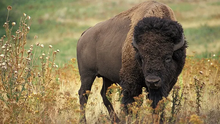 Plains bison