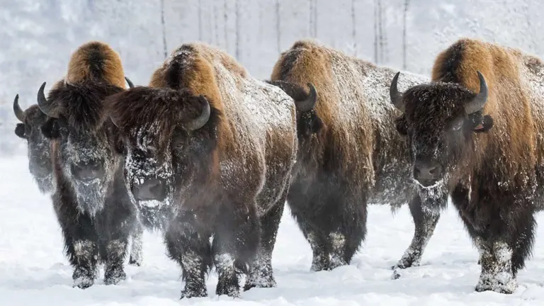 Wood Bison