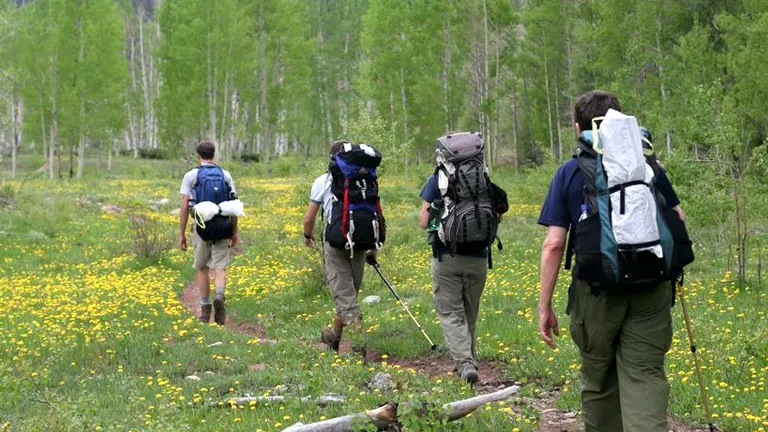 Four backpackers trekking through a field of yellow wildflowers in a forest