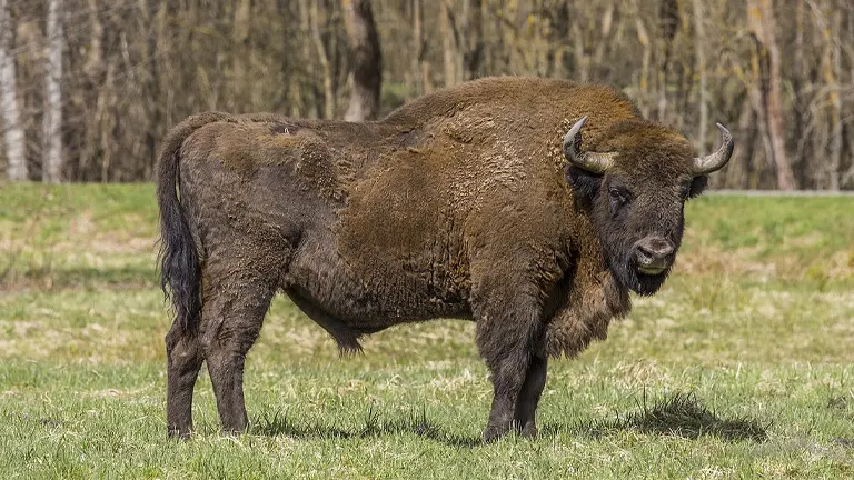 European Bison