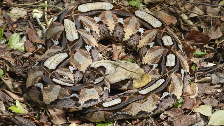 Gaboon Viper