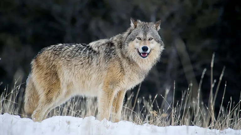 Gray Wolf