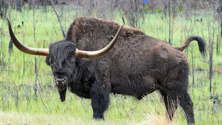 Steppe Bison