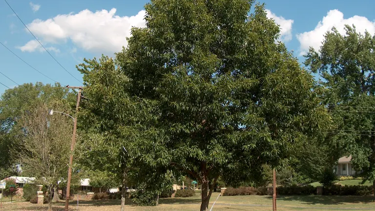 Sawtooth Oak Tree