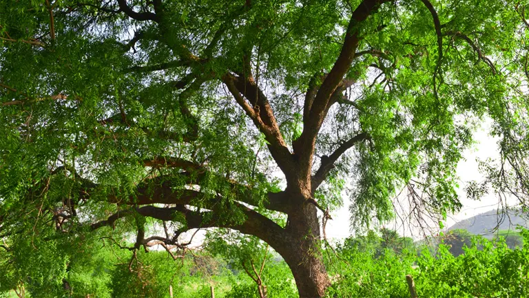 Neem Tree