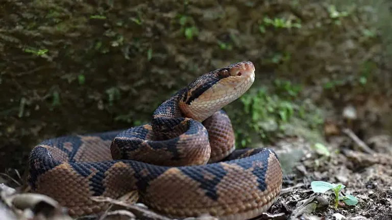 Bushmaster Snake