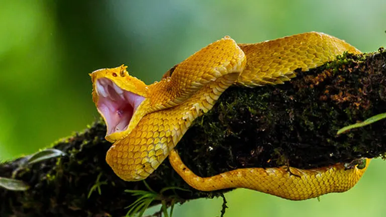 Eyelash Viper