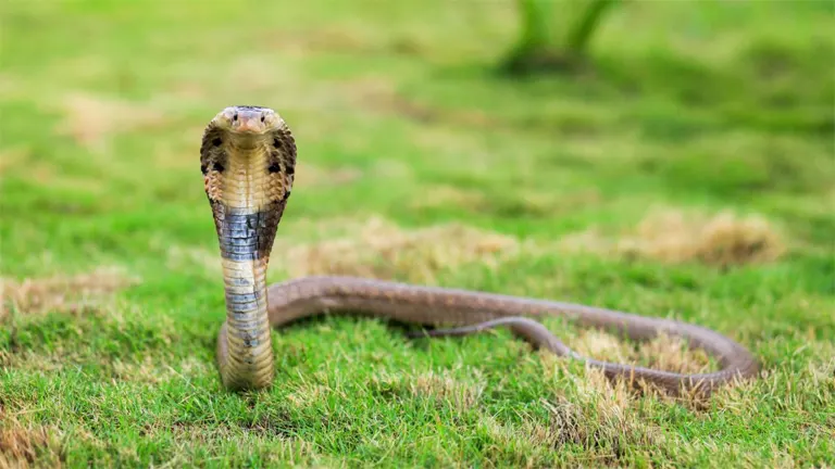 King Cobra