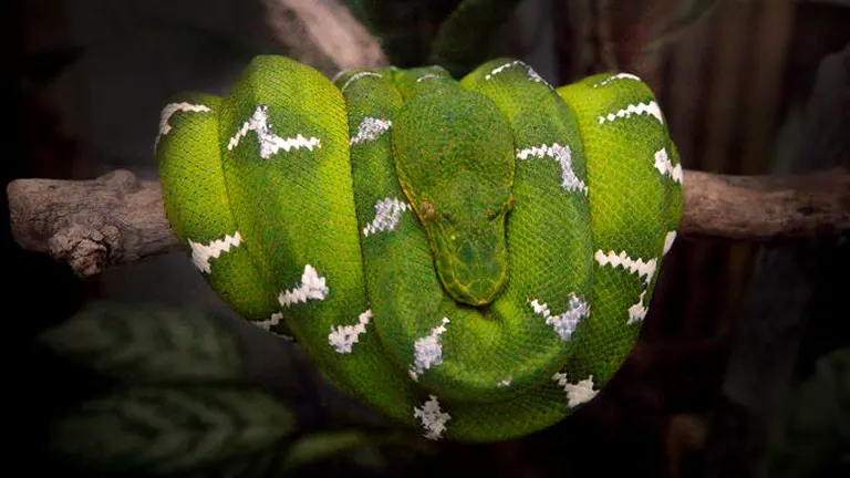 Emerald Tree Boa