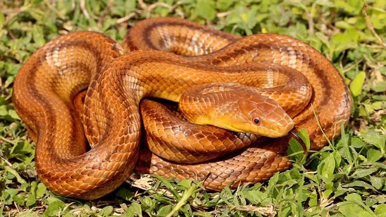 Yellow Rat Snake