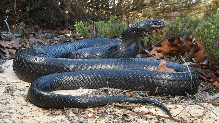 Indigo Snake