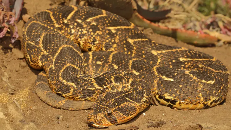 Puff Adder Snake