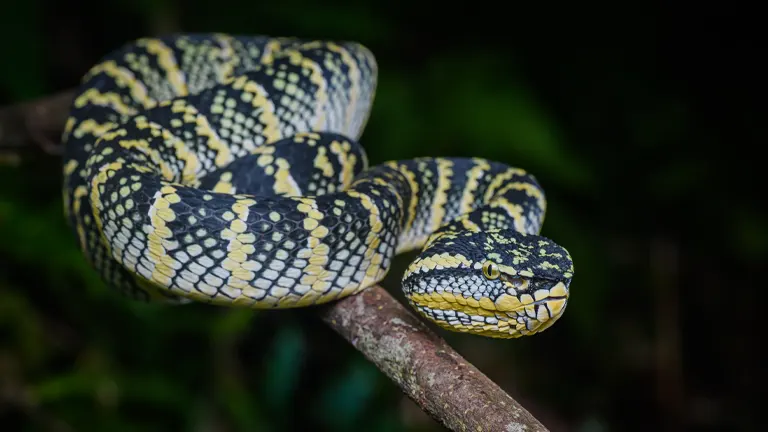 Wagler's Pit Viper