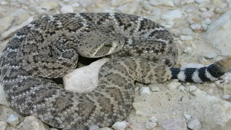 Western Diamondback Rattlesnake