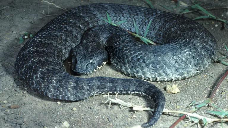 Common Death Adder Snake