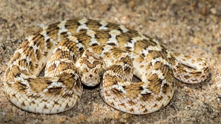 Saw-scaled Viper