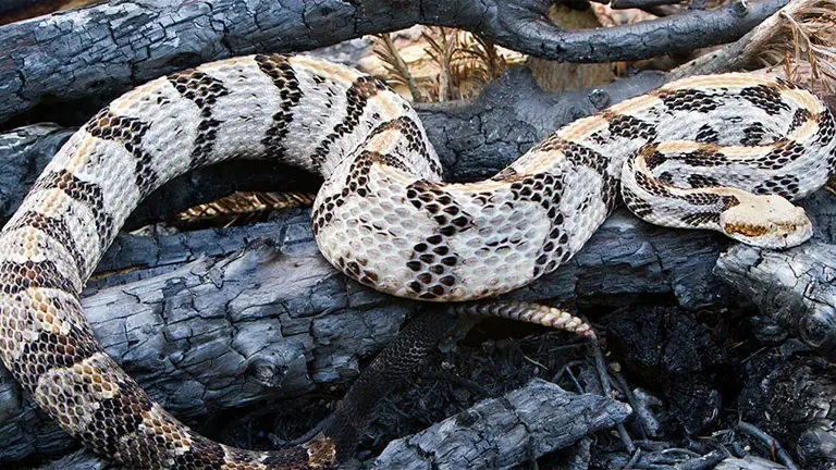 Timber Rattlesnake