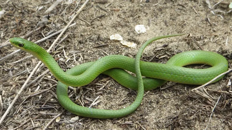 Smooth Green Snake