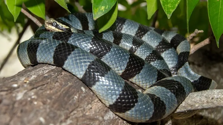 Yellow-lipped Sea Krait