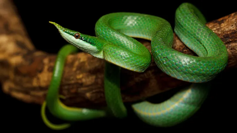 Rhino Rat Snake