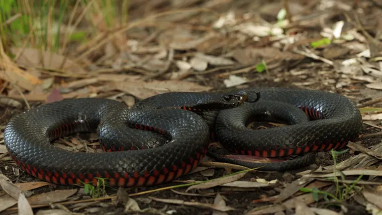 Red-bellied Black Snake