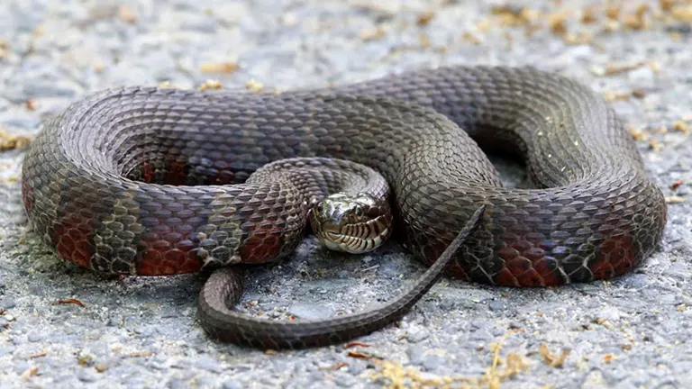 Northern Water Snake