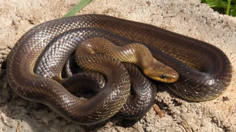 Aesculapian Snake