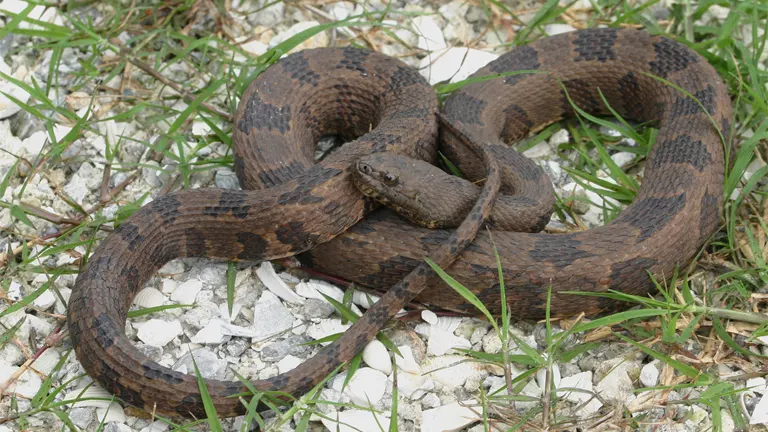 Brown Water Snake