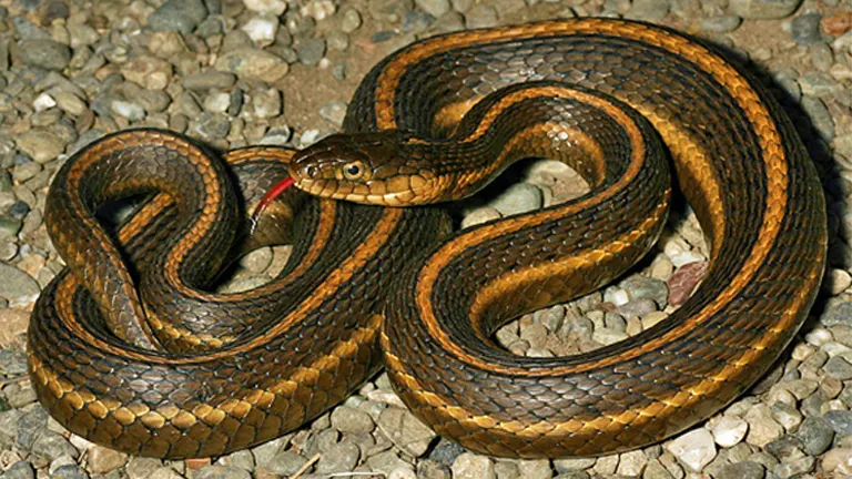 Giant Garter Snake