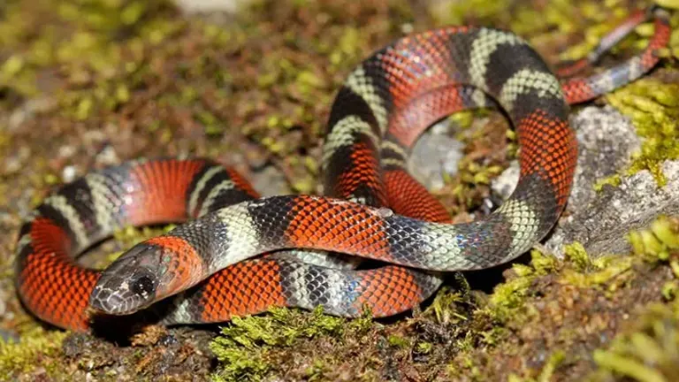 Western Coral Snake