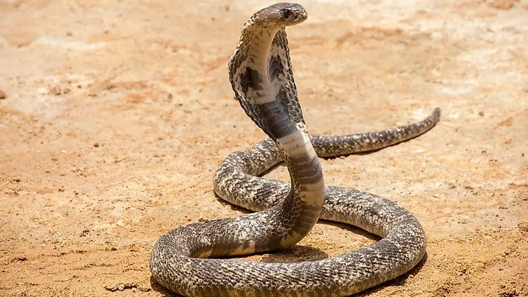 Caspian Cobra